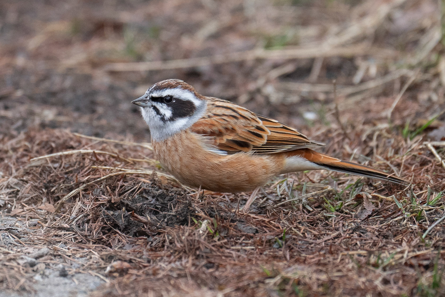 Ängssparv / Meadow Bunting, Karuizawa, Japan 2025