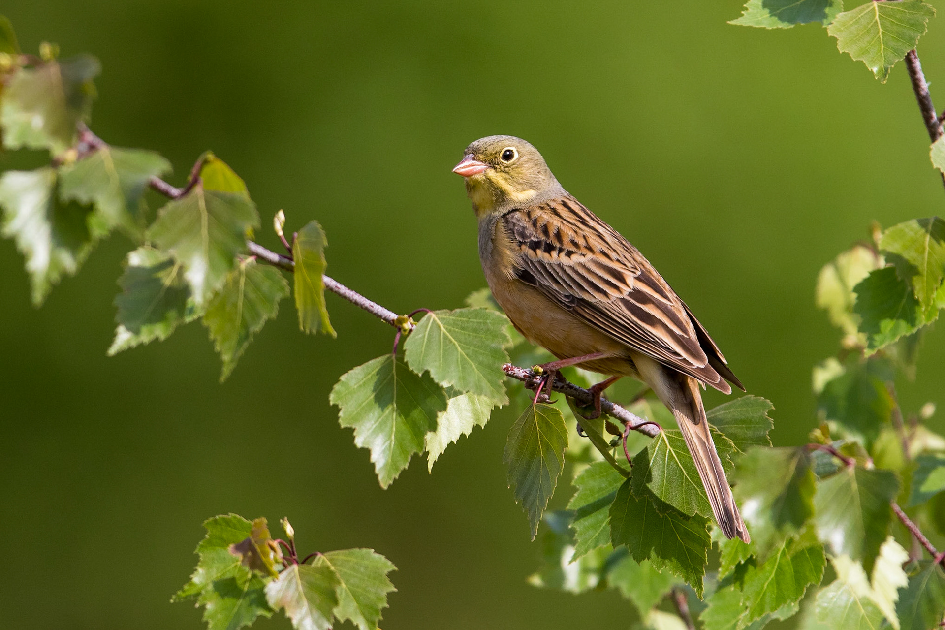 Ortolansparv / Ortolan Buntling, Enköping 2016