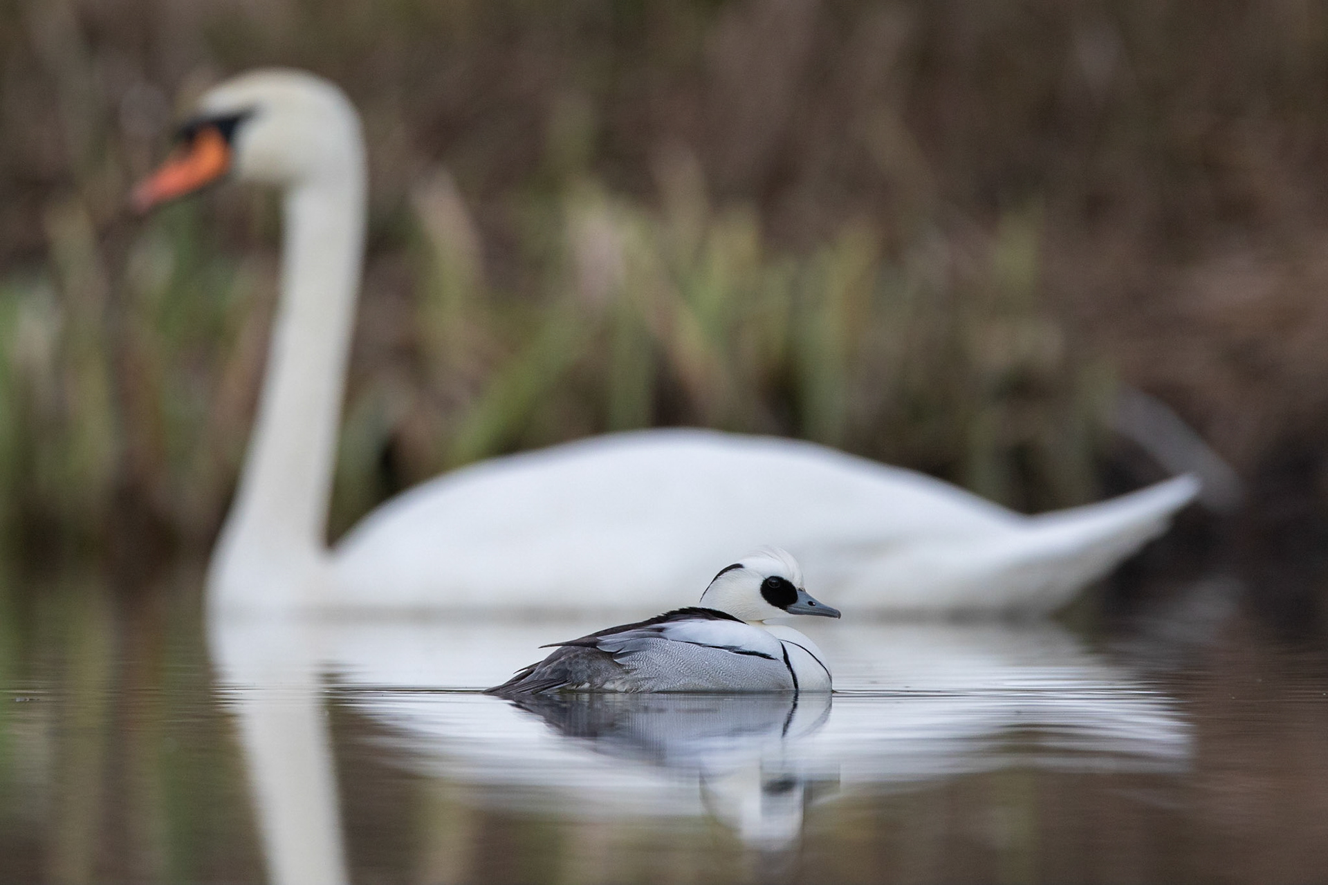 Salskrake / Smew, Fredentorp Lund 2020