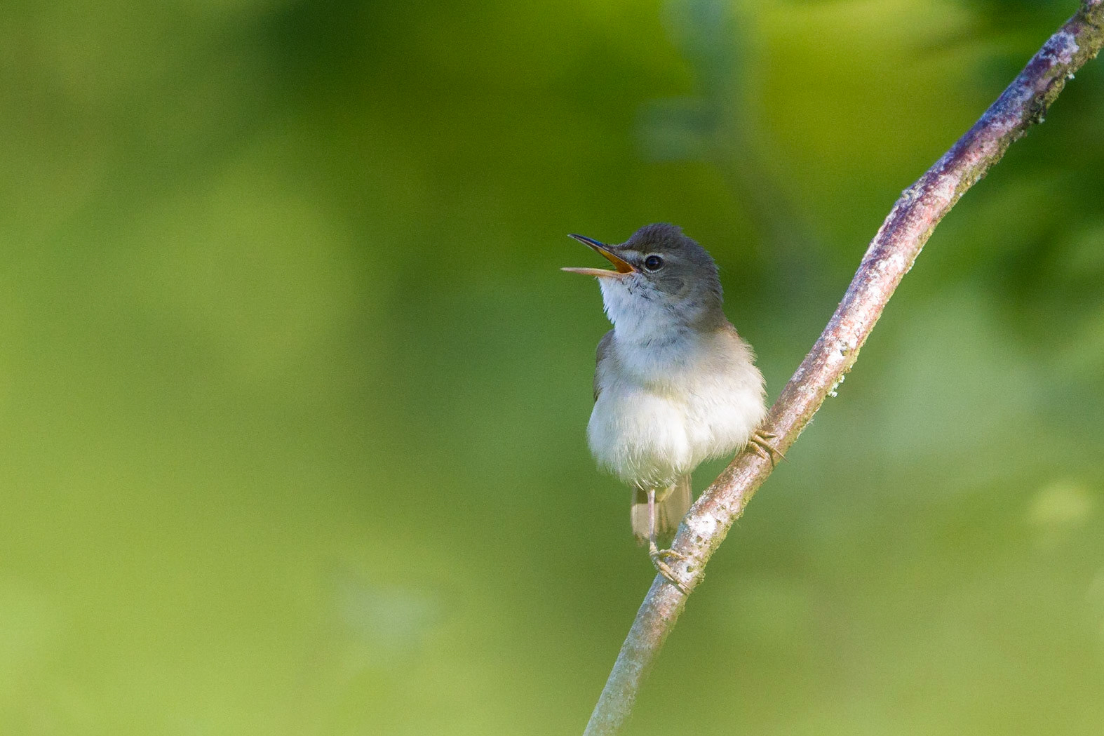 Busksångare / Blyth's Reed Warbler, Norra Hultarp 2014