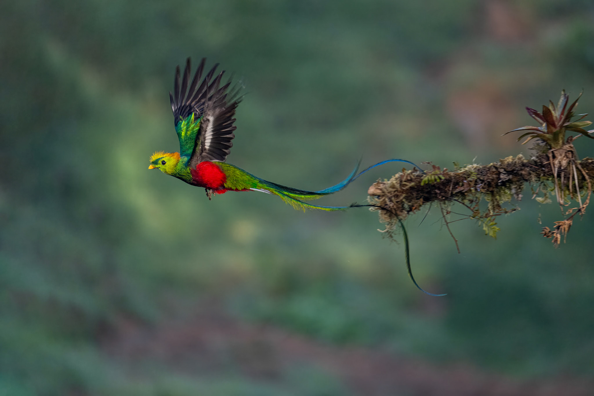 Resplendent Quetzal / Praktquetzal, La Trinidad, Costa Rica 2024