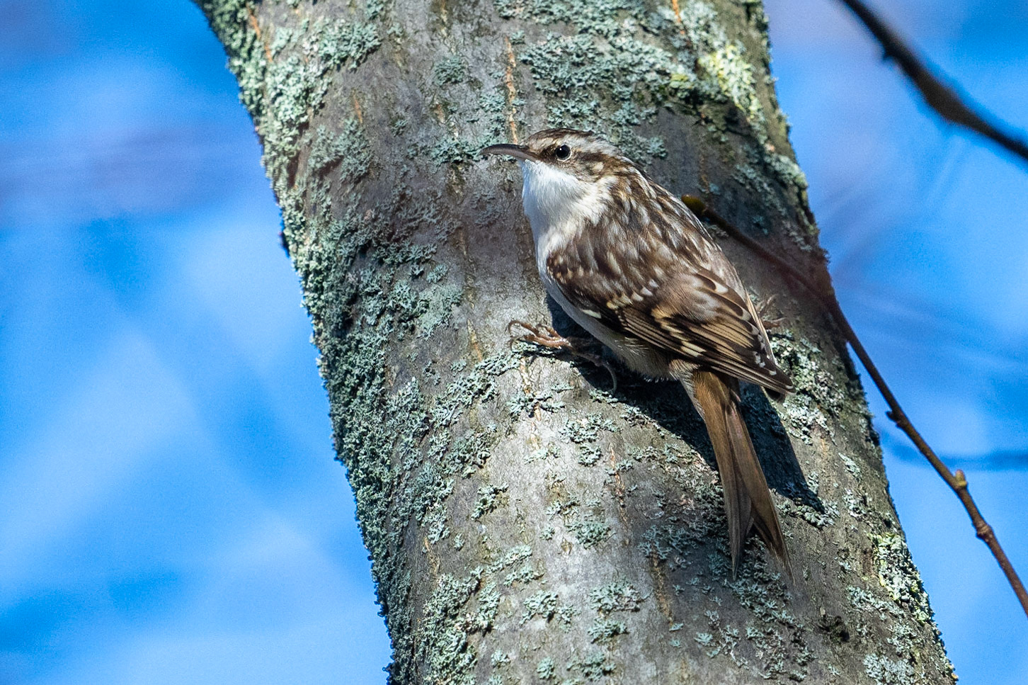 Trädgårdsträdkrypare / Short-toed Treecreeper, St Pauli kyrkogård 2022