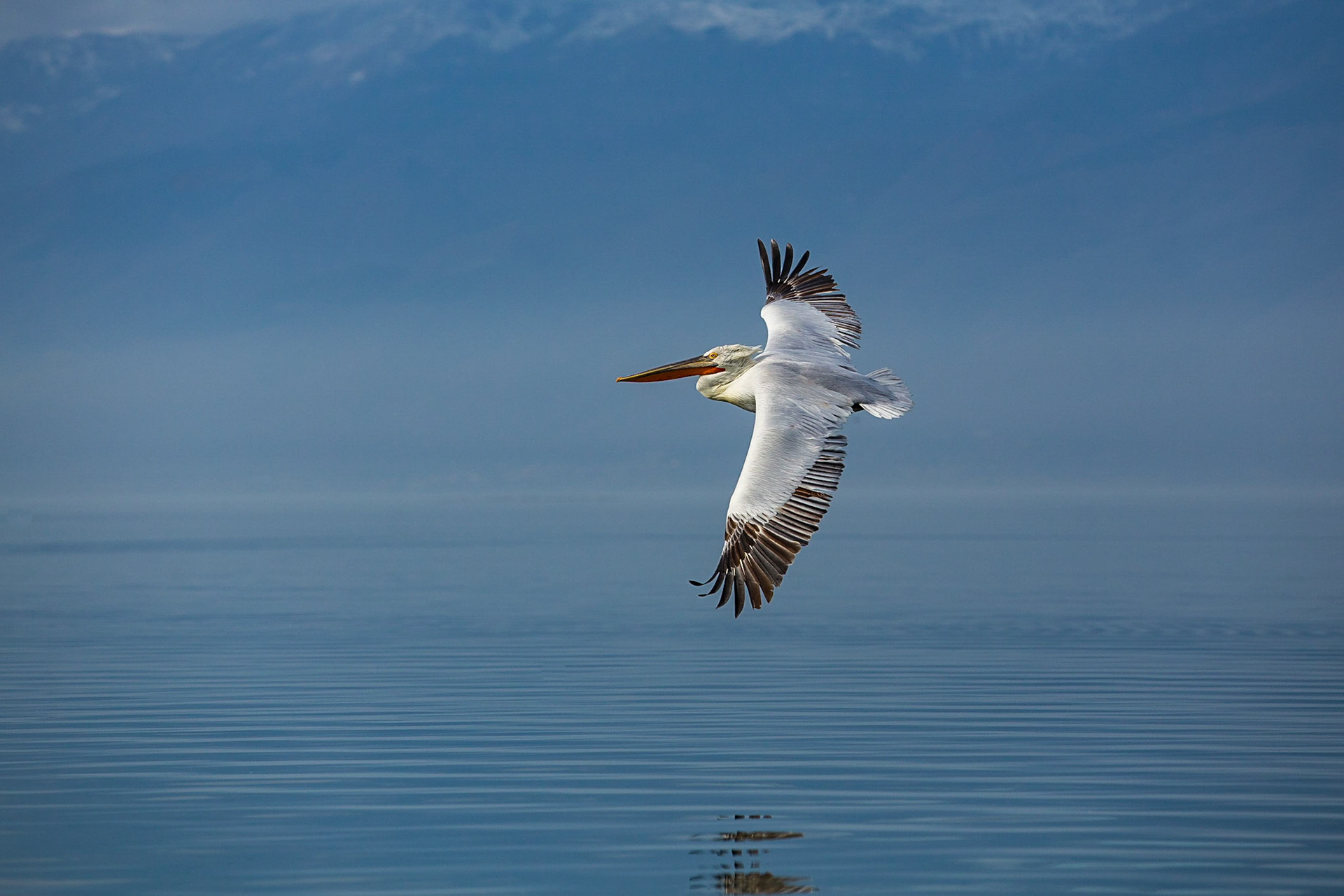 Krushuvad pelikan / Dalmatian Pelican, Kerkini lake Greece 2017