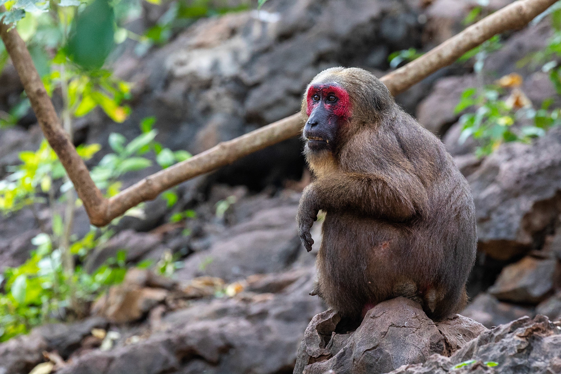 Björnmakak / Stump-tailed Macaque, Kaeng Krachan, Thailand 2018