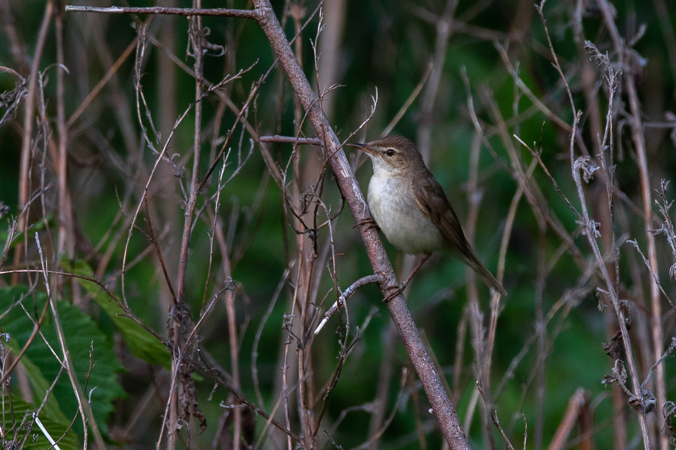 Busksångare / Blyth's Reed Warbler, Lunds reningsverk 2019