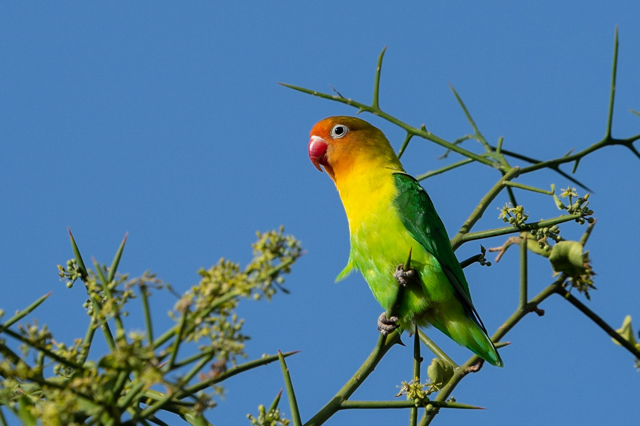 Fischers dvärgpapegoja / Fischer's Lovebird, Amboseli Kenya 2022