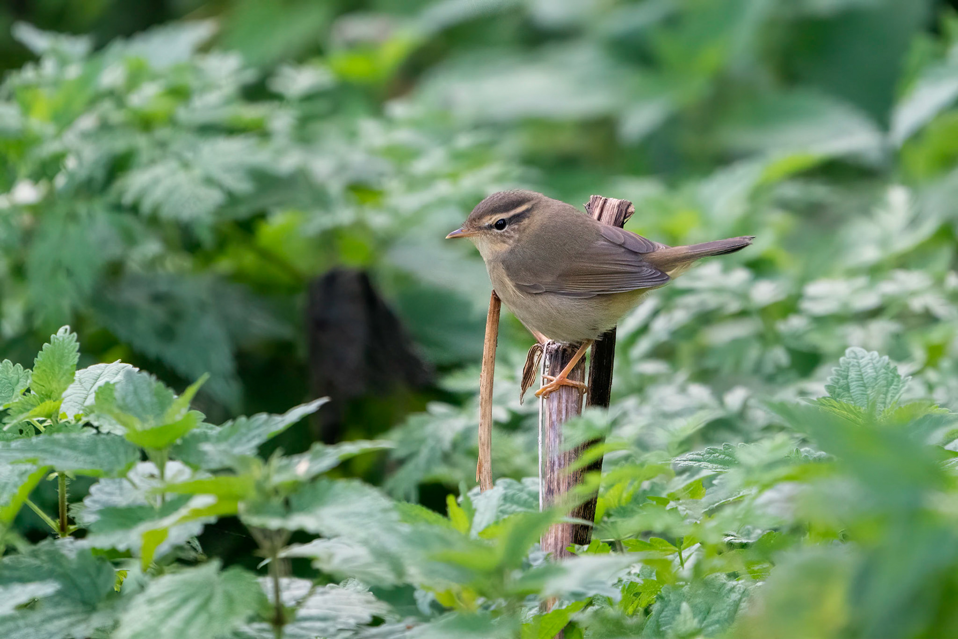 Videsångare / Radde's Warbler, Stenåsa 2022