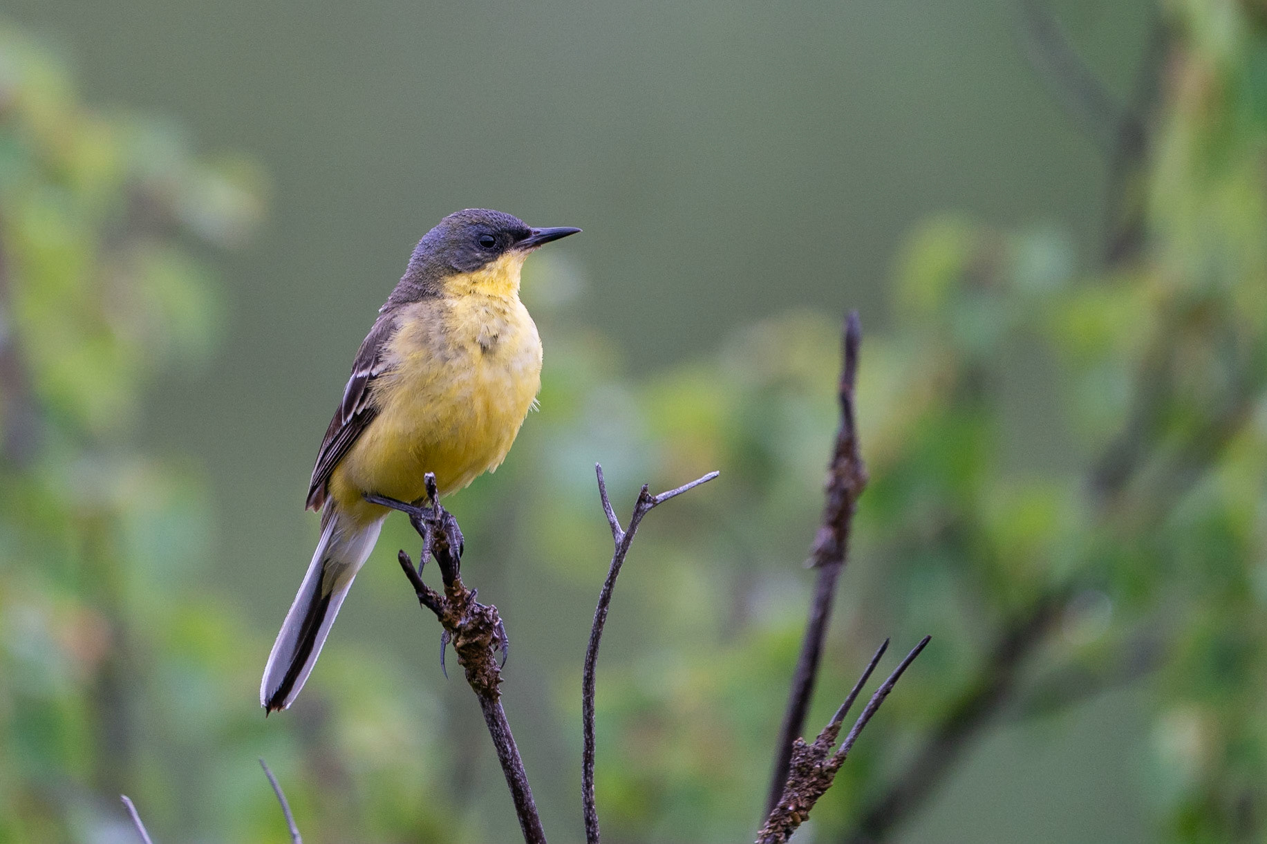 Nordlig gulärla / Western Yellow Wagtail (Thunbergi), Stordalen 2022