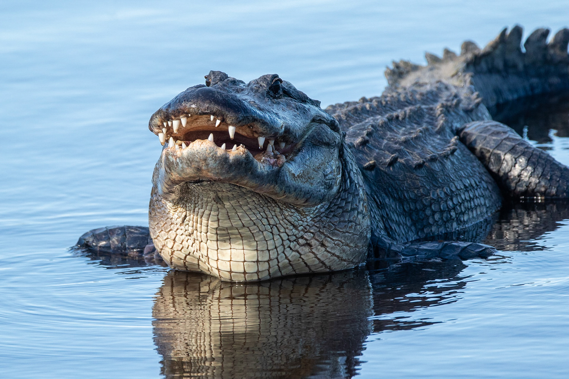 Mississippialligator / American Alligator , Myakka River, Florida USA 2019