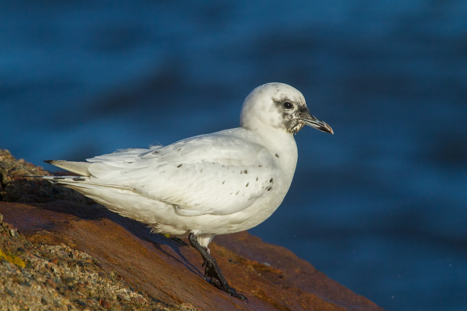 Ismås / Ivory Gull, Båstad 2013