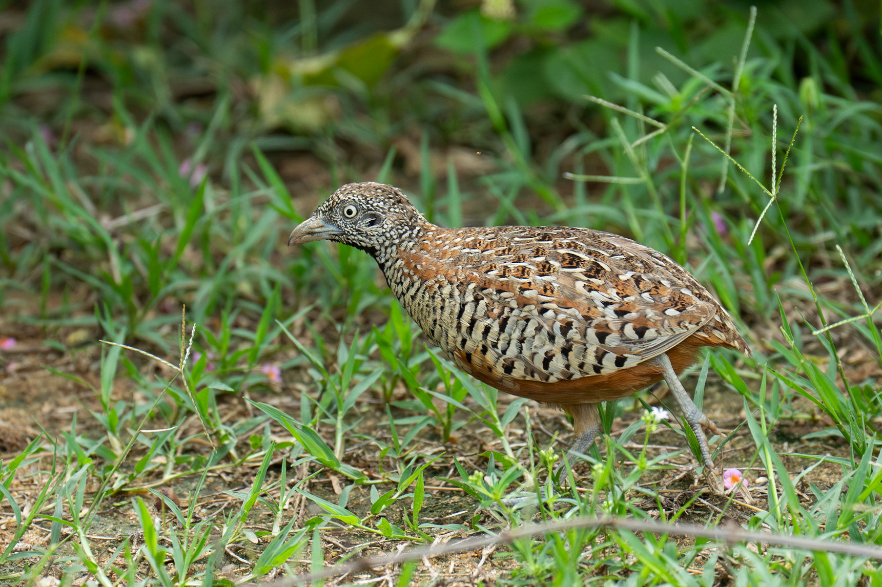 Barred Buttonquail / Bandad springhöna, Bundala, Sri Lanka 2025