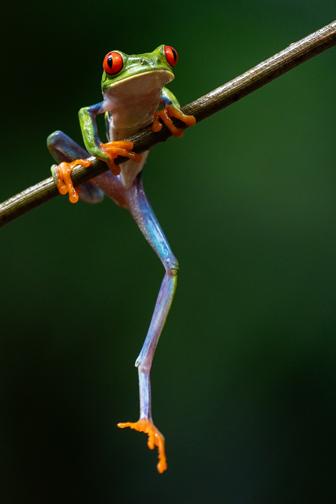 Red-Eyed Tree Frog / Red-Eyed Tree Frog, Frog Heaven, Costa Rica 2024
