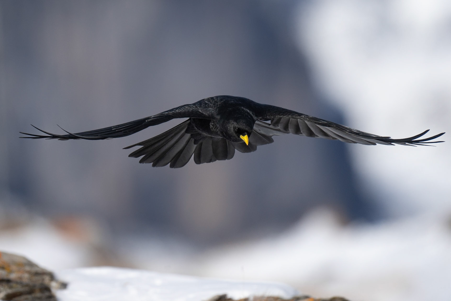 Alpkaja / Alpine Chough, Gemmipass Switzerland 2025