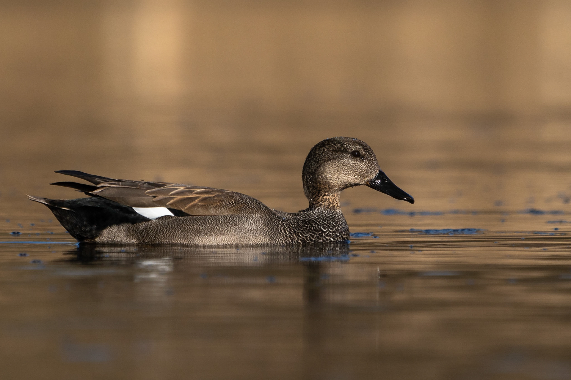 Snatterand / Gadwall, Lunds reningsverksdammar 2023