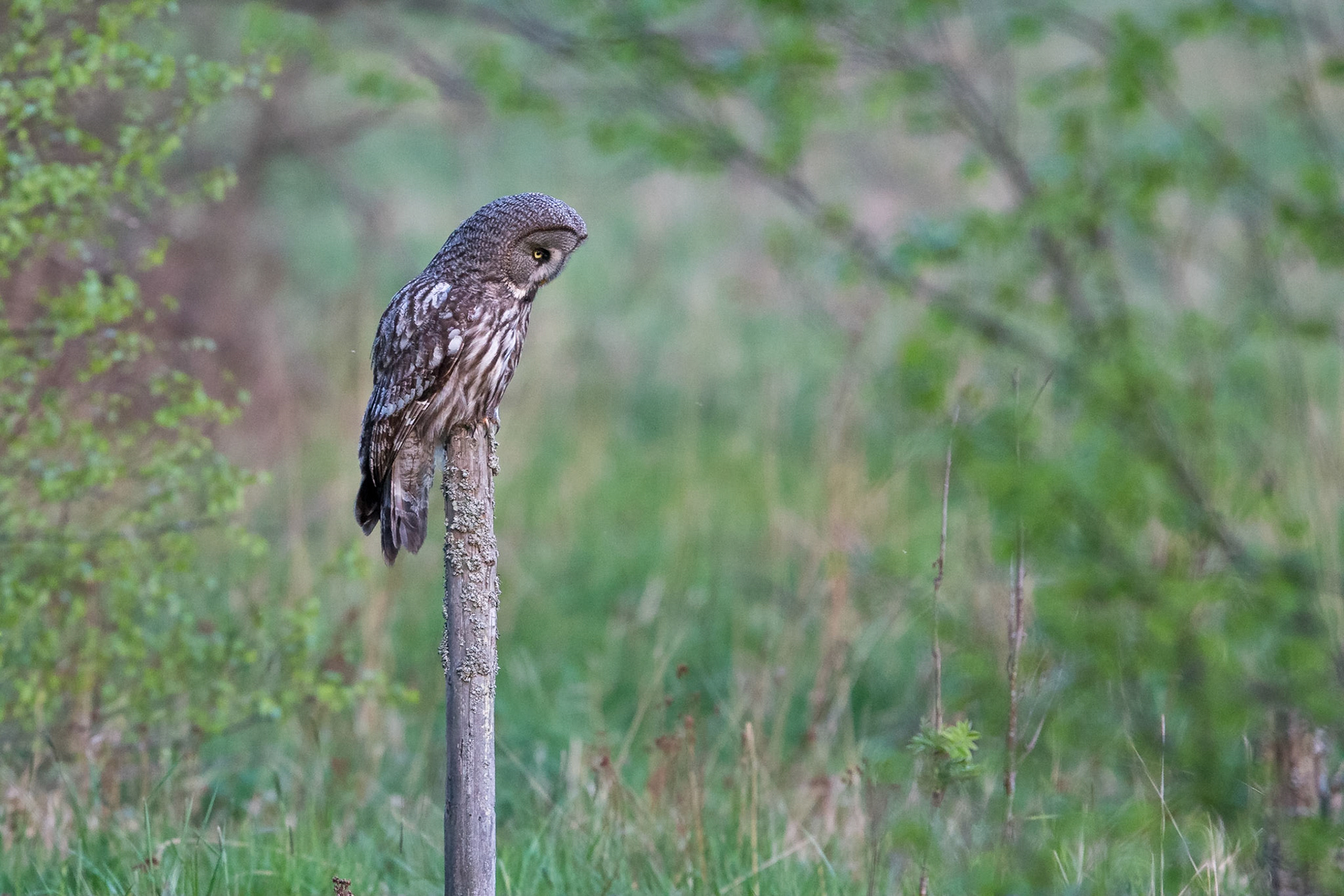 Lappuggla / Great Grey Owl, Västmanland 2016