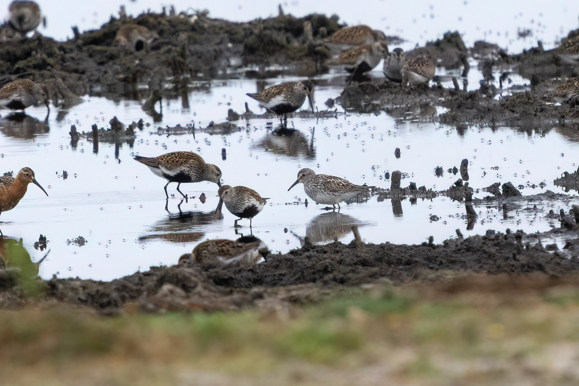 Vitgumpsnäppa / White-rumped Sandpiper, Äspet Åhus 2022