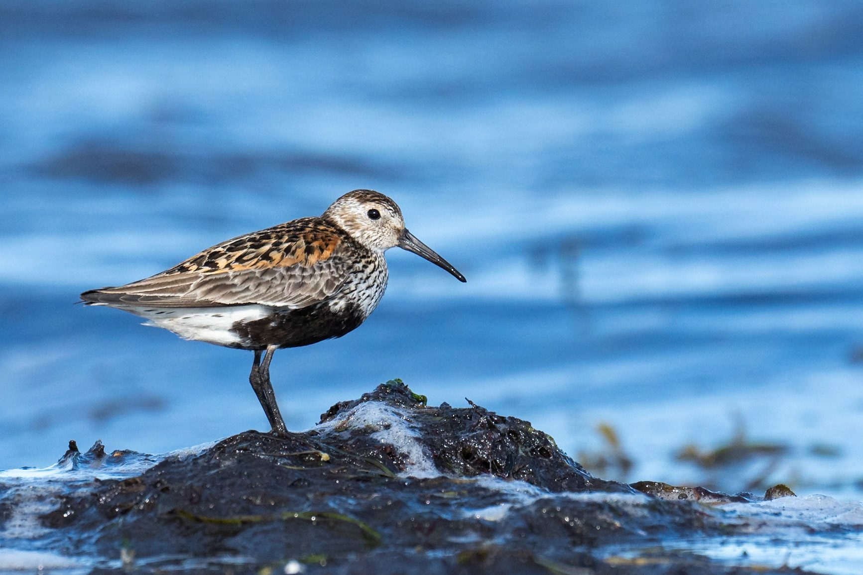 Kärrsnäppa / Dunlin, Stavstens udde 2024