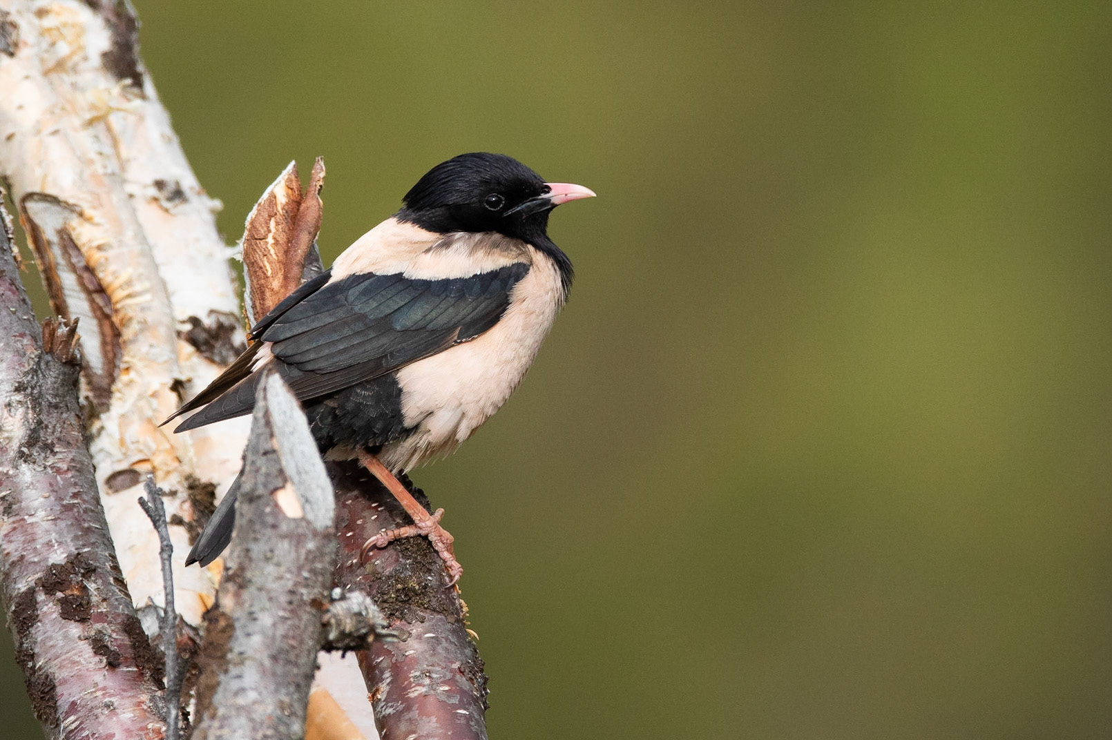 Rosenstare / Rose-coloured Starling, Kaalasjärvi 2018