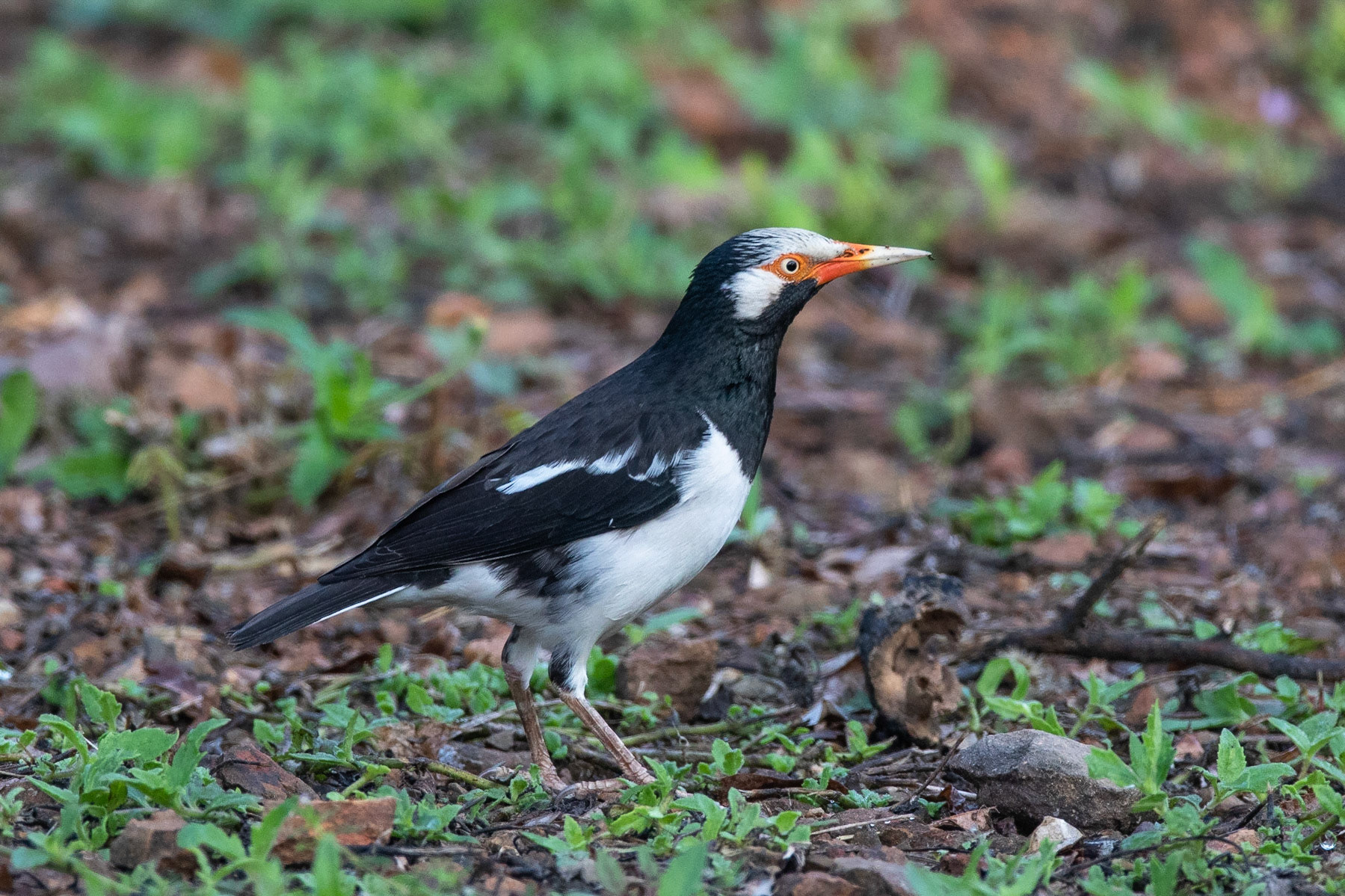 Svartvit stare / Pied Myna, Kaeng Krachan, Thailand 2018