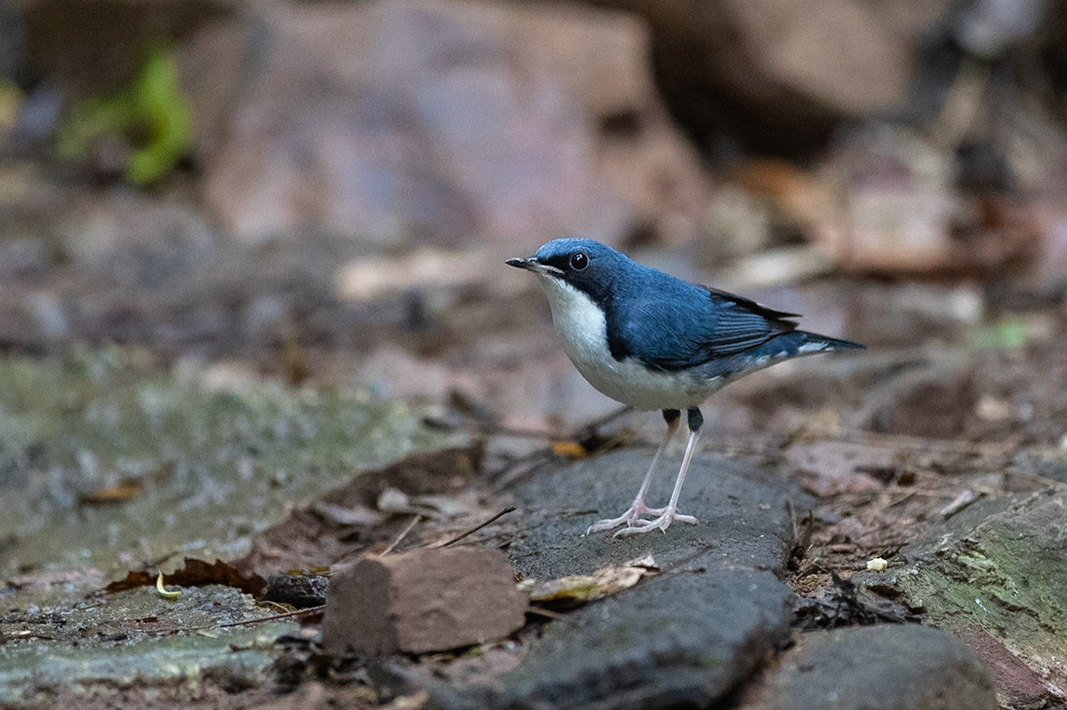 Blånäktergal / Siberian Blue Robin, Kaeng Krachan, Thailand 2018