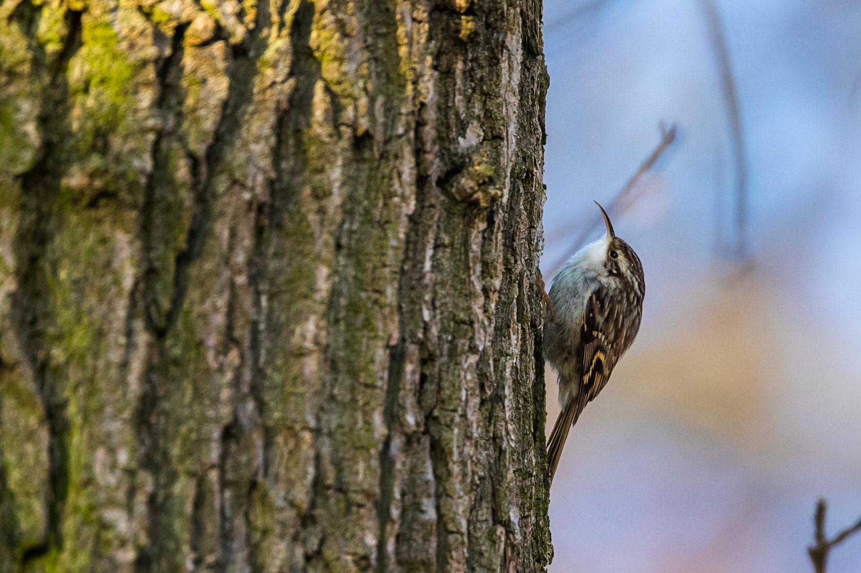 Trädgårdsträdkrypare / Short-toed Treecreeper, Hyllinge 2018