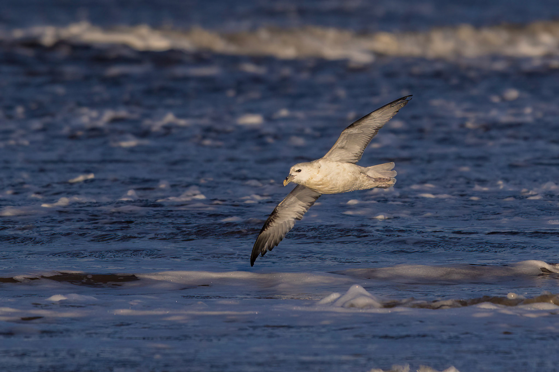 Stormfågel / Northern Fulmar, Skummeslövsstrand 2015
