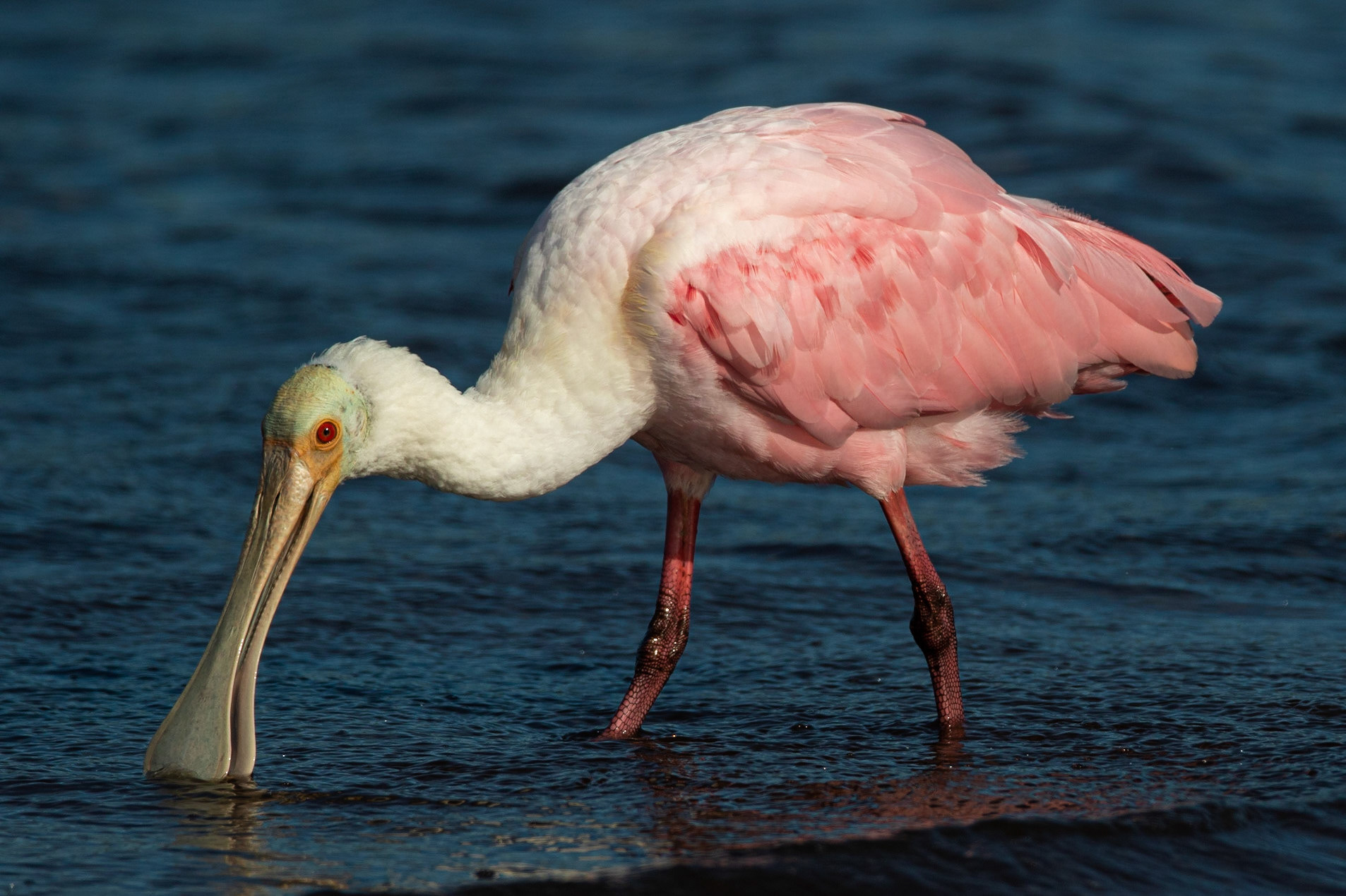Rosenskedstork / Roseate Spoonbill, Myakka River, Florida USA 2019