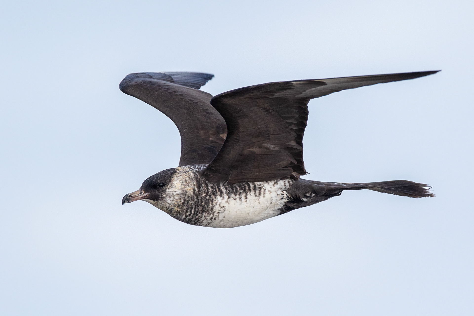 Bredstjärtad labb / Pomarine Jaeger, Skummeslövstrand 2018