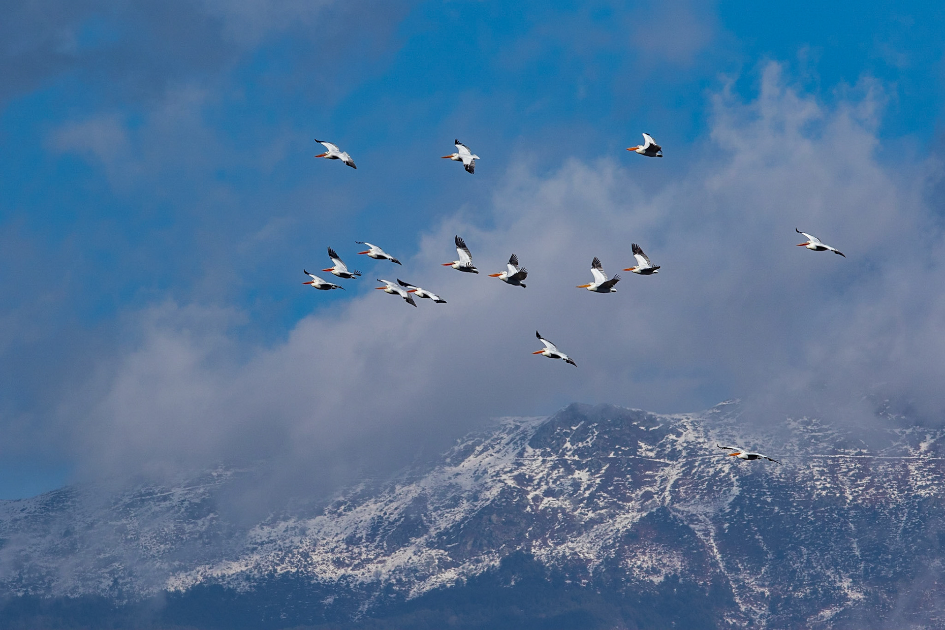Krushuvad pelikan / Dalmatian Pelican, Kerkini lake Greece 2017