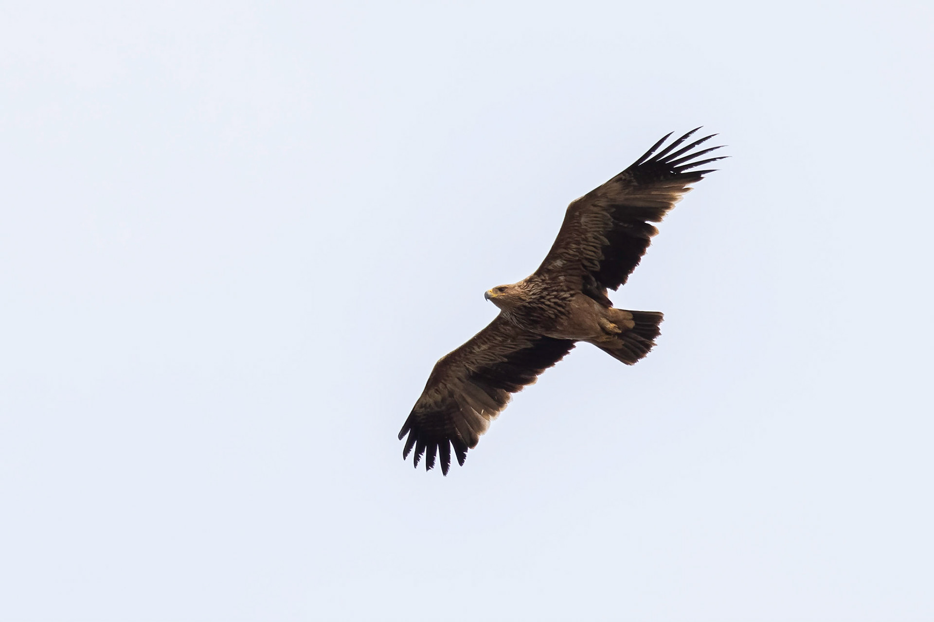 Kejsarörn / Eastern Imperial Eagle, Näsbyholmssjön 2019