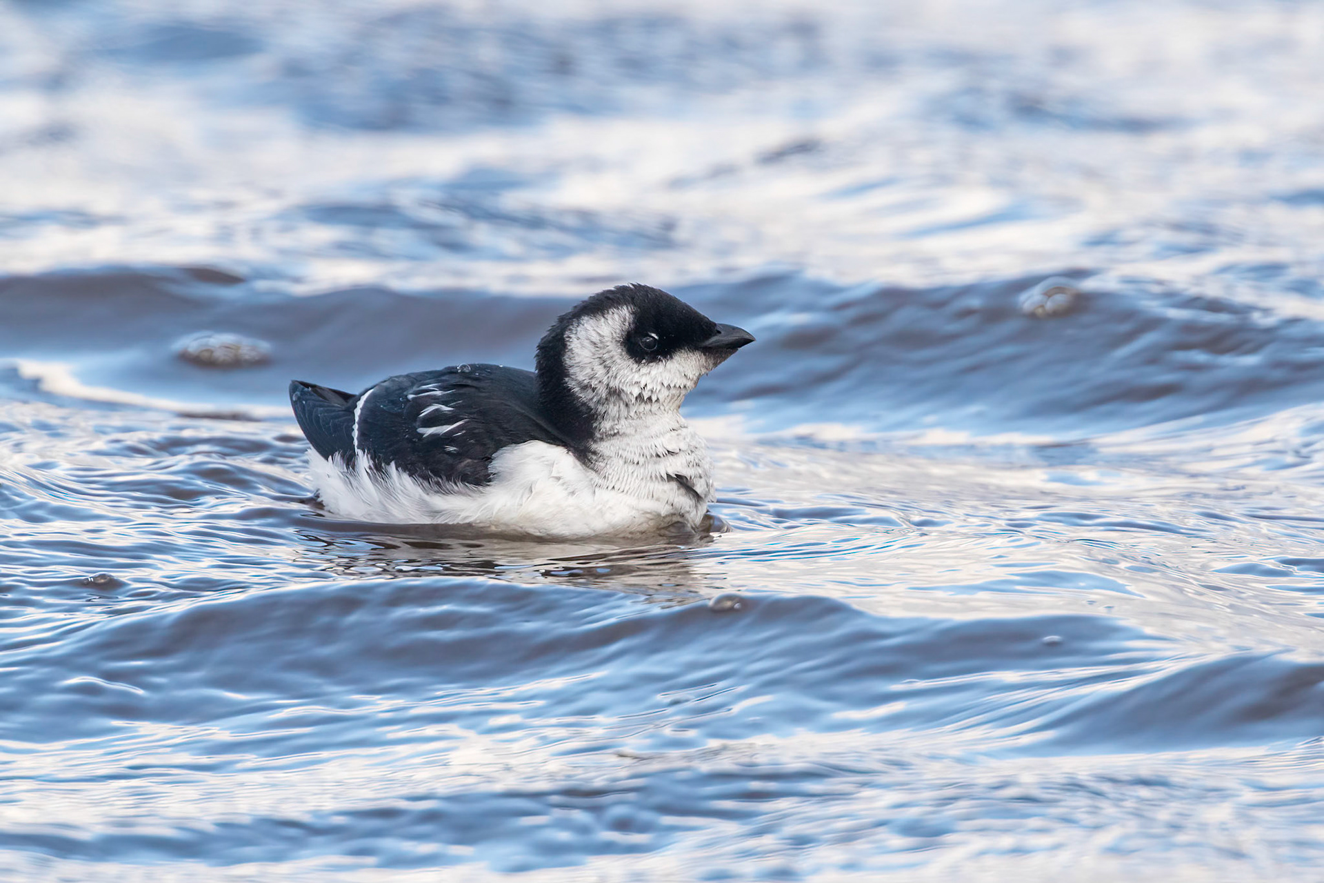 Alkekung / Little Auk, Båstad 2017