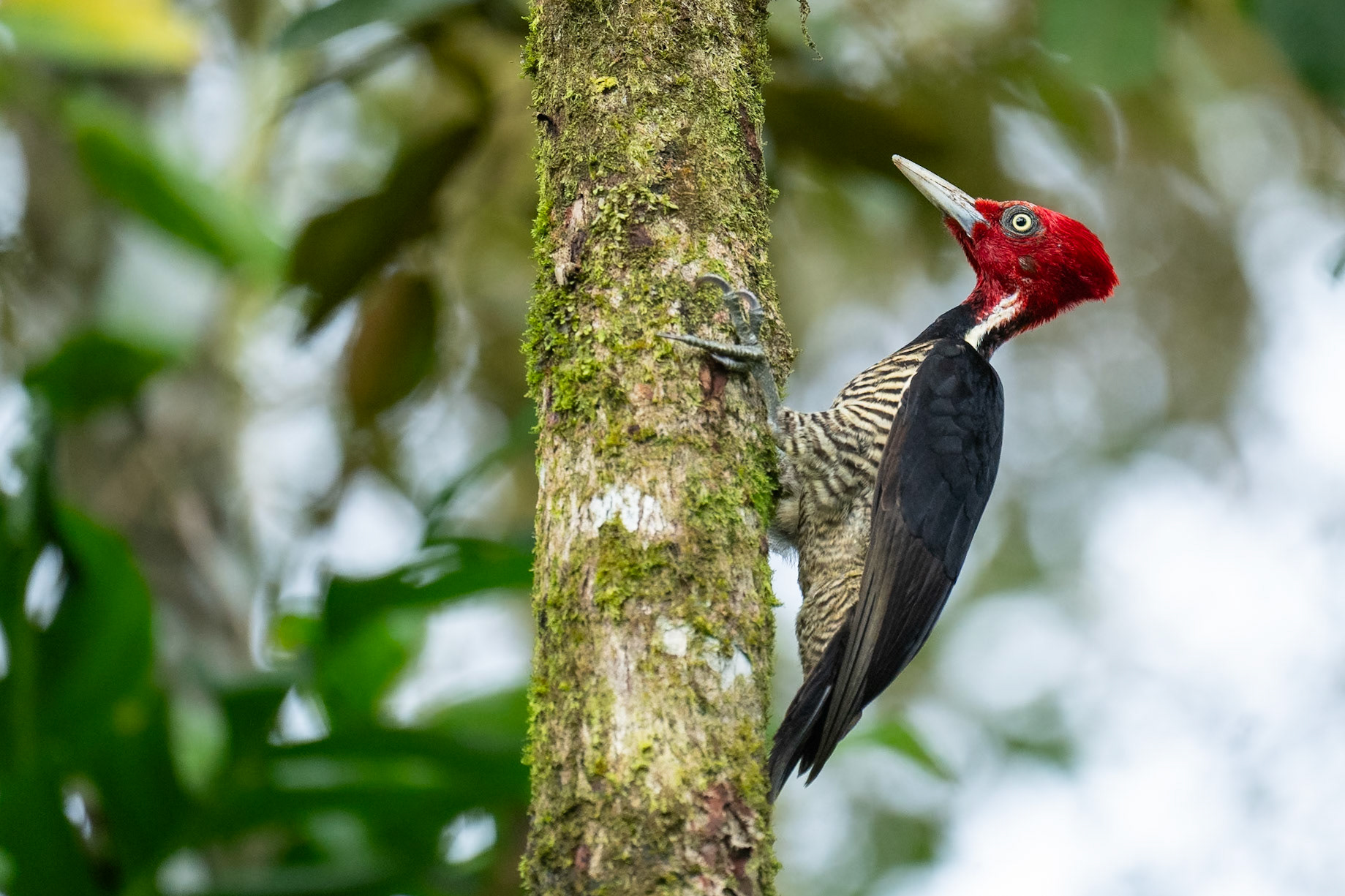 Pale-billed Woodpecker / Mayaspett, Frog Heaven, Costa Rica 2024