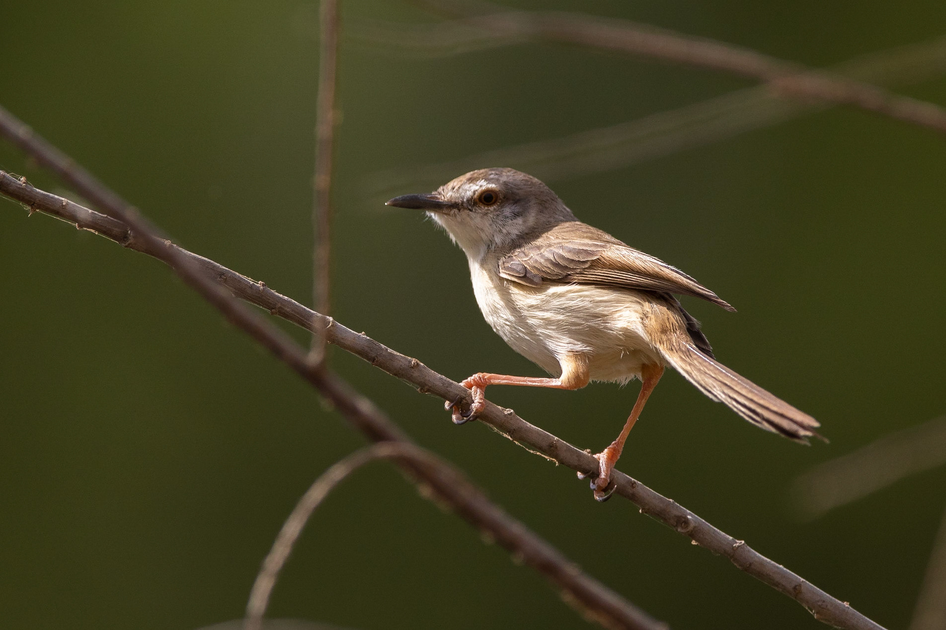 Flodprinia / River Prinia, Djoudj National Park, Senegal 2019