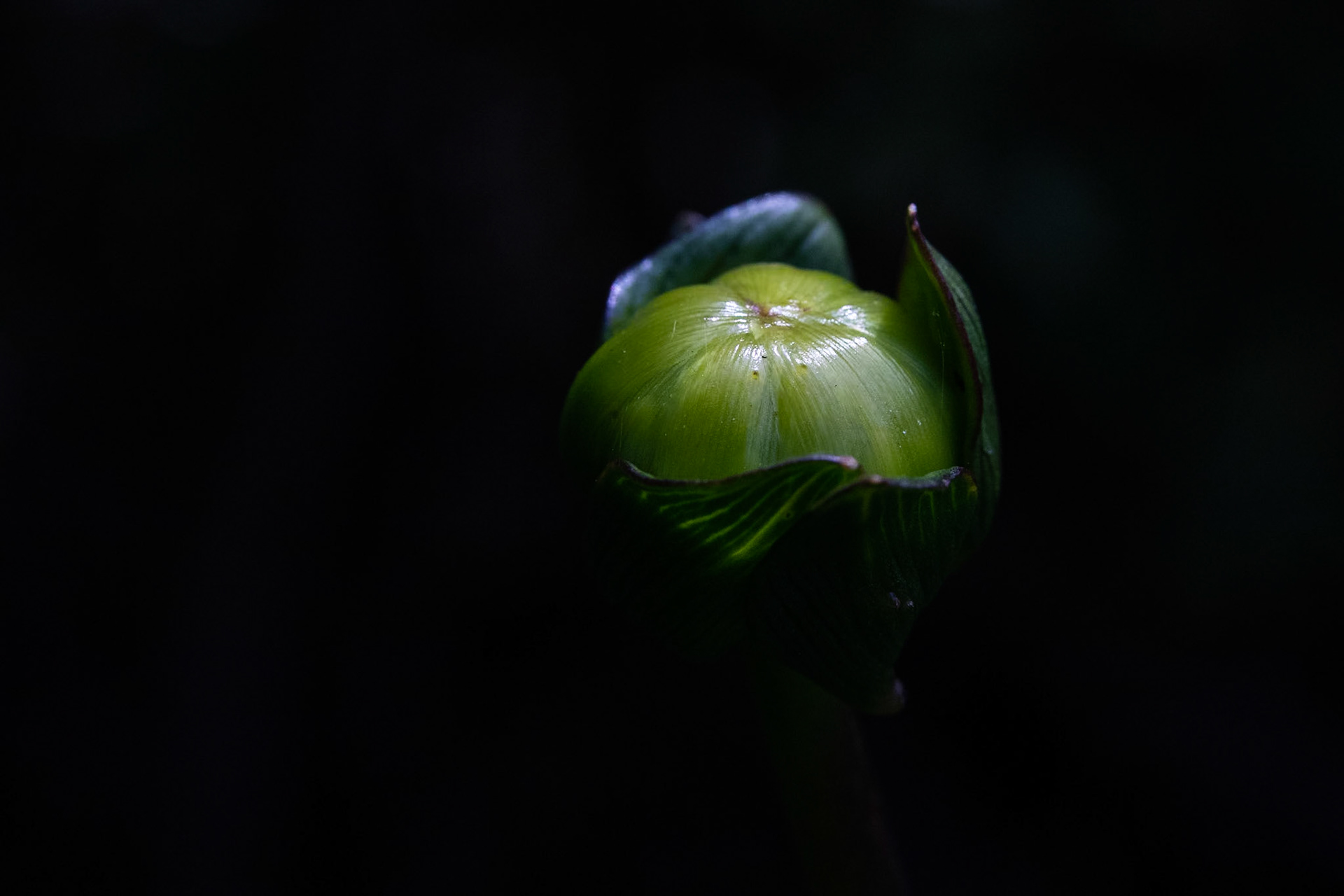 Blomknopp / Flower bud, Stångby 2019