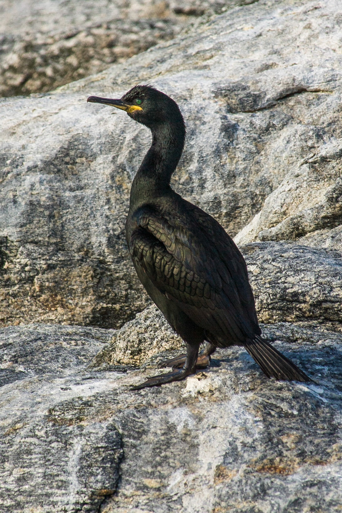 Toppskarv / European Shag, Gjesvaer Norway 2008