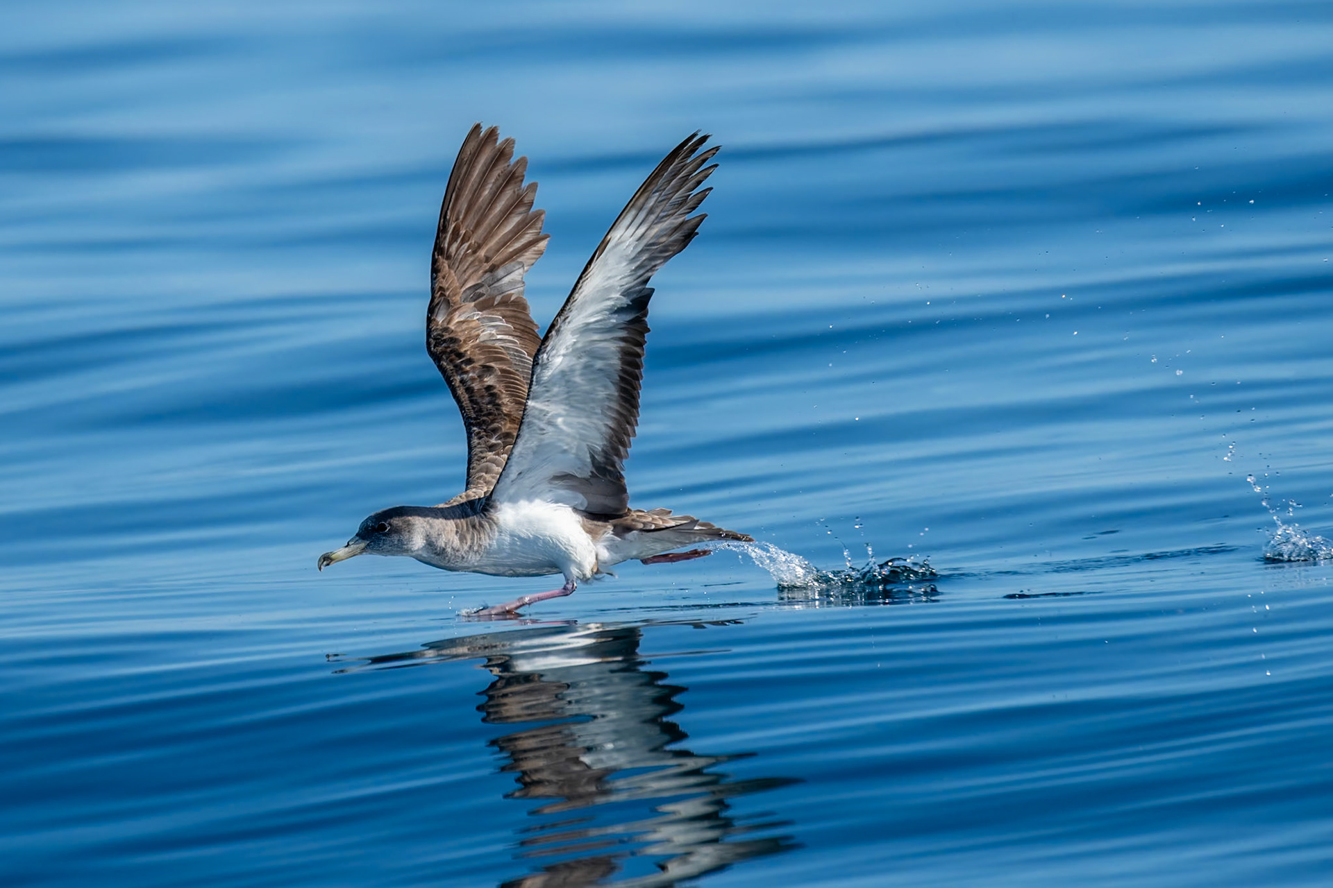 Scopoli lira / Scopoli's Shearwater,  Fuseta Portugal 2023