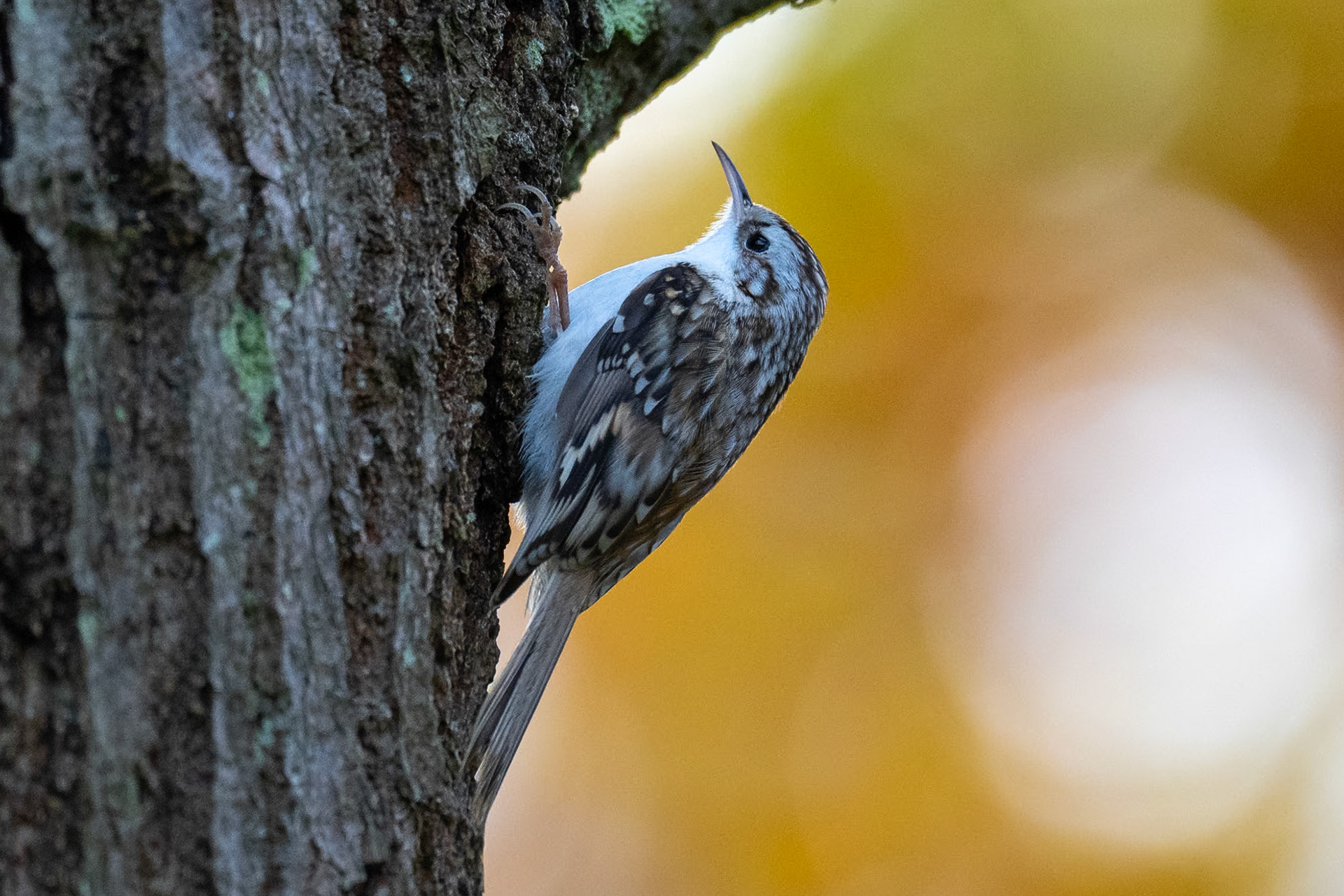Trädkrypare / Eurasian Treecreeper, Fredentorp Lund 2023