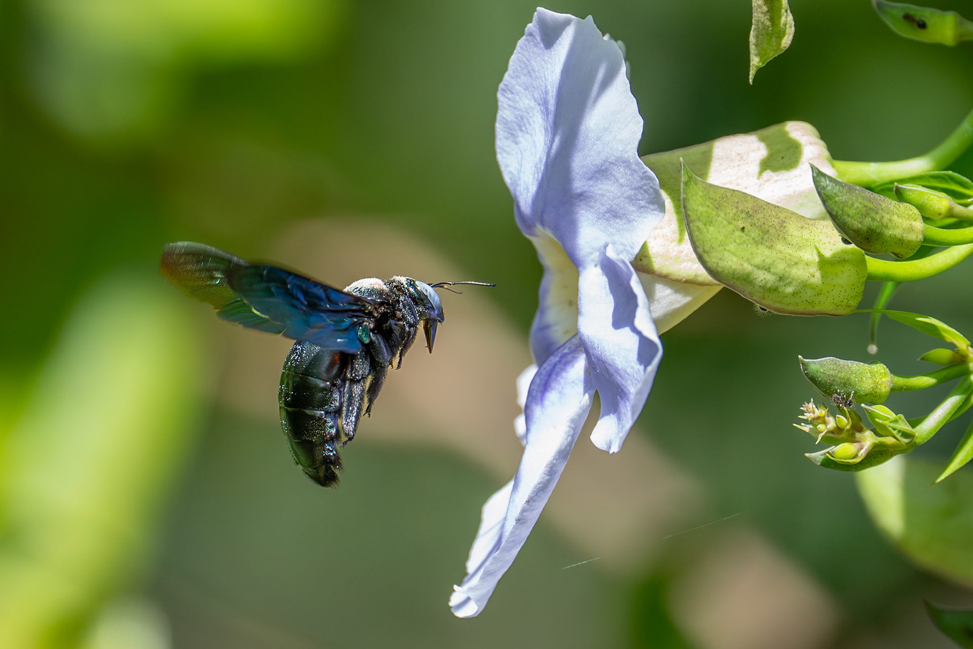 Slender-scaped Carpenter Bee, Kitulgala, Sri Lanka 2025