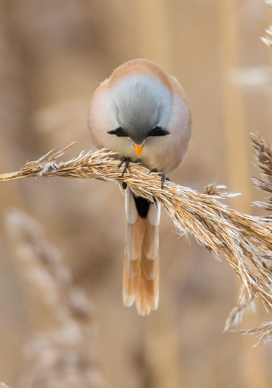 Skäggmes / Bearded Reedling, Löddenäs 2014
