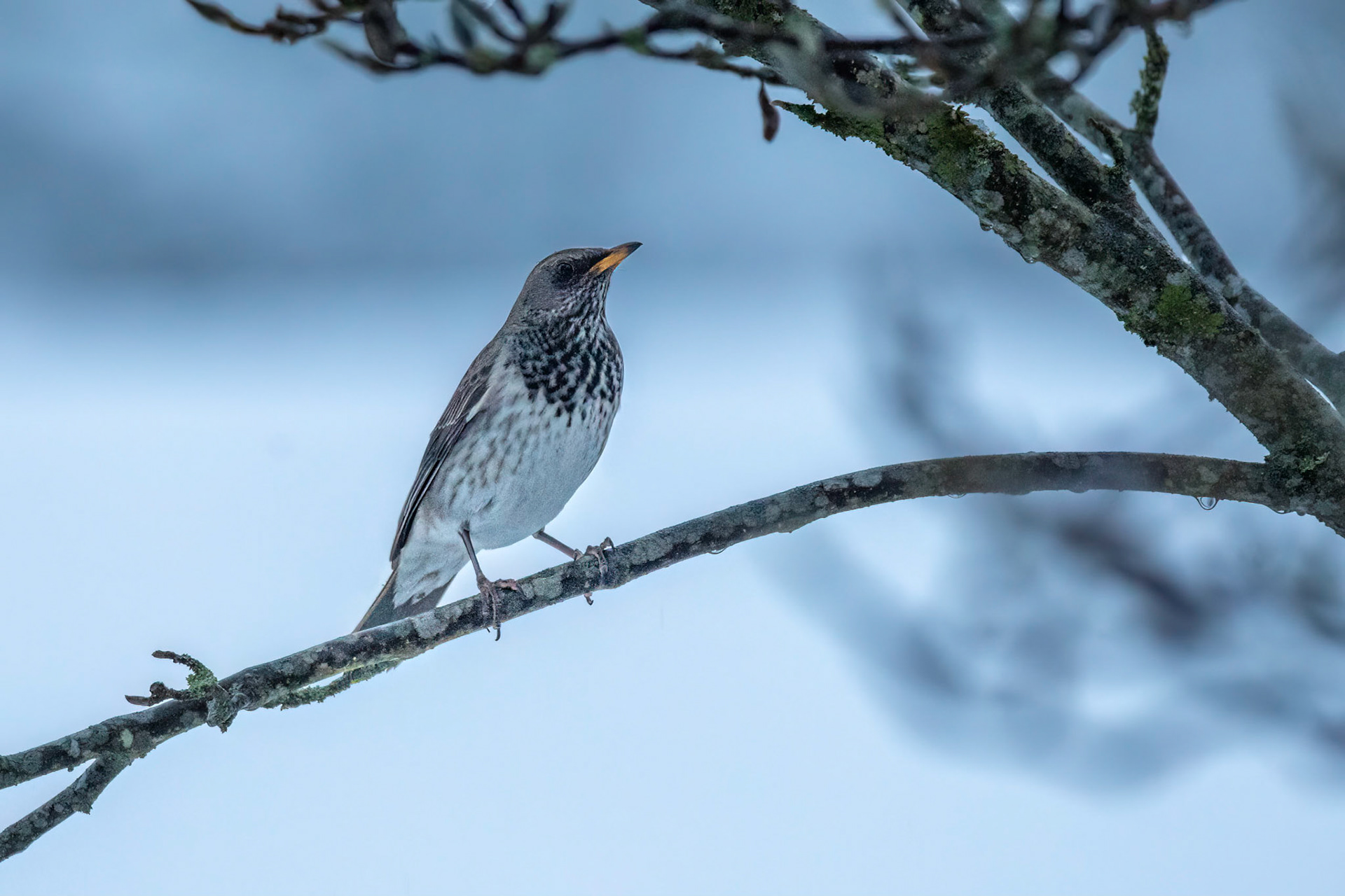 Svarthalsad trast / Black-throated Thrush, Sjörröd 2021
