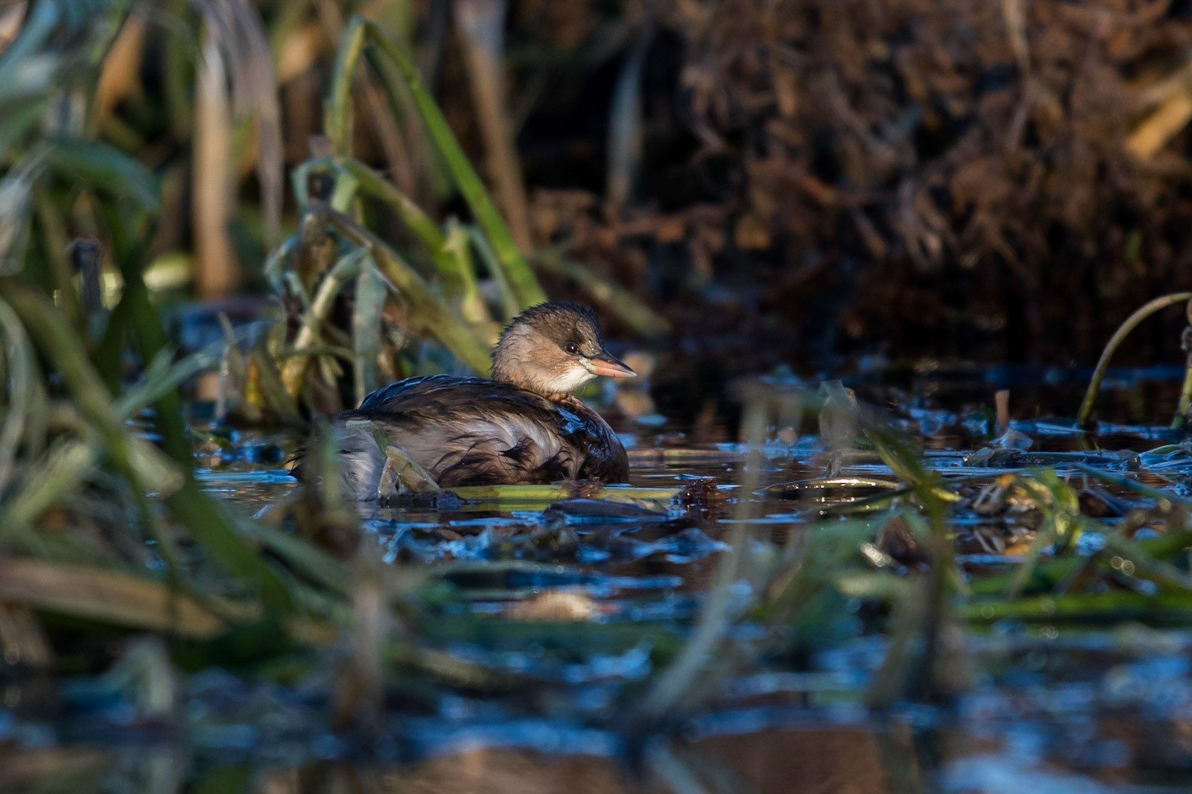 Smådopping / Little Grebe, Lunds reningsverk 2017