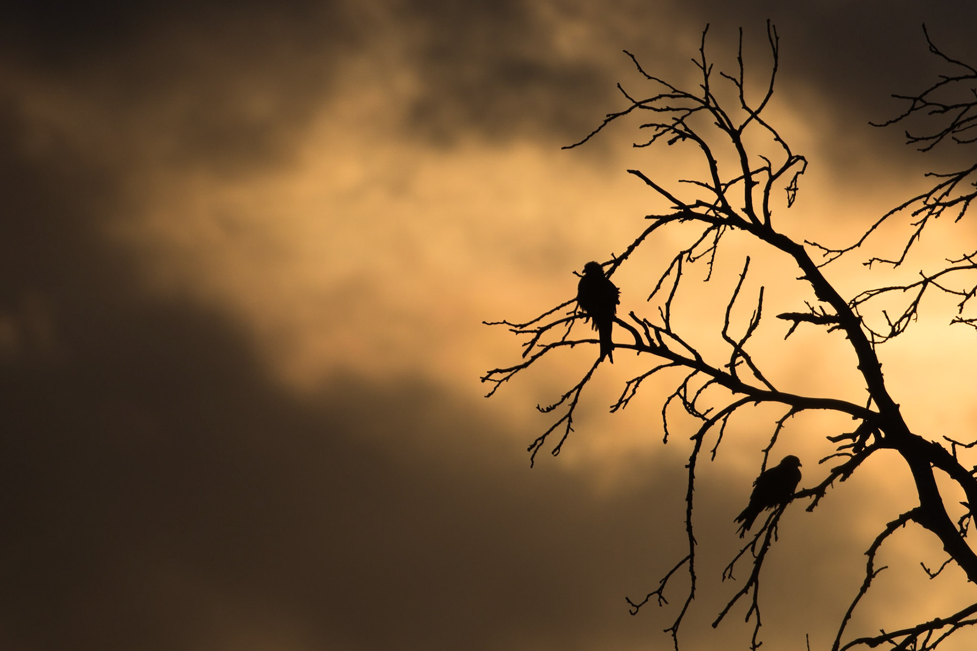 Röd glada / Red Kite, Vombs ängar 2017