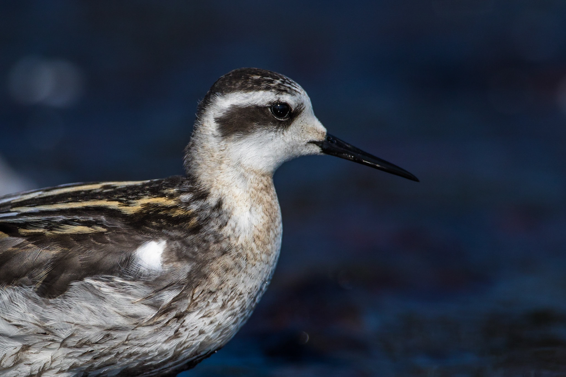 Smalnäbbad simsnäppa / Red-necked Phalarope, Skillinge 2017