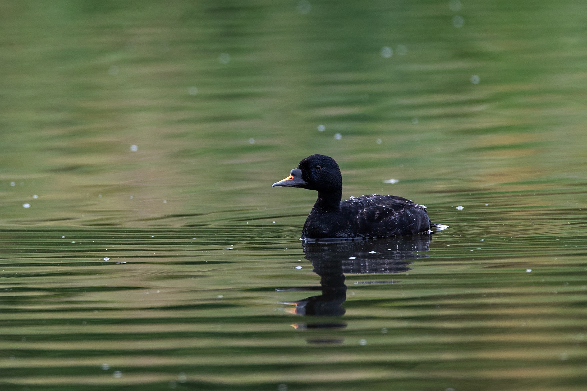 Sjöorre / Common Scoter, Lunds reningsverk 2019