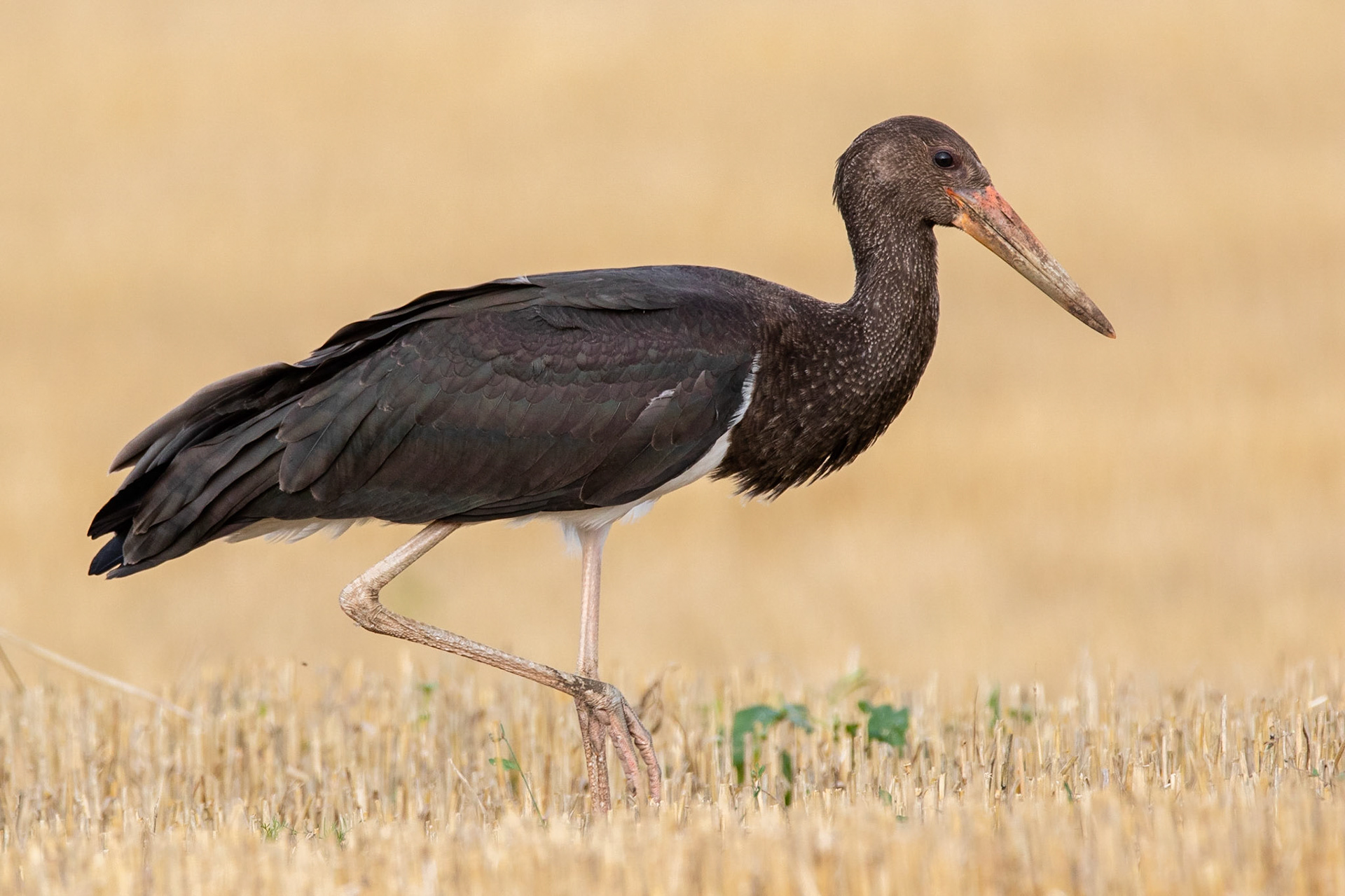 Svart stork / Black Stork, Skåne Tranås 2019