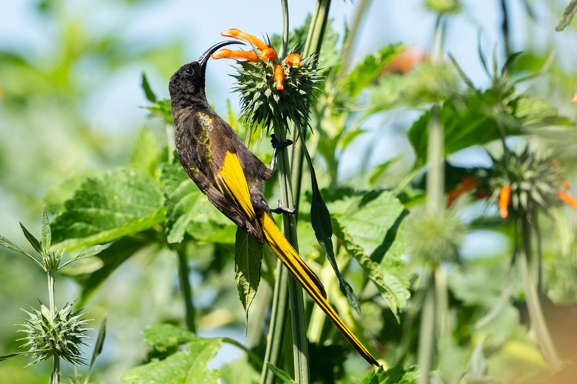 Guldvingad solfågel / Golden-winged Sunbird, Narok Kenya 2022