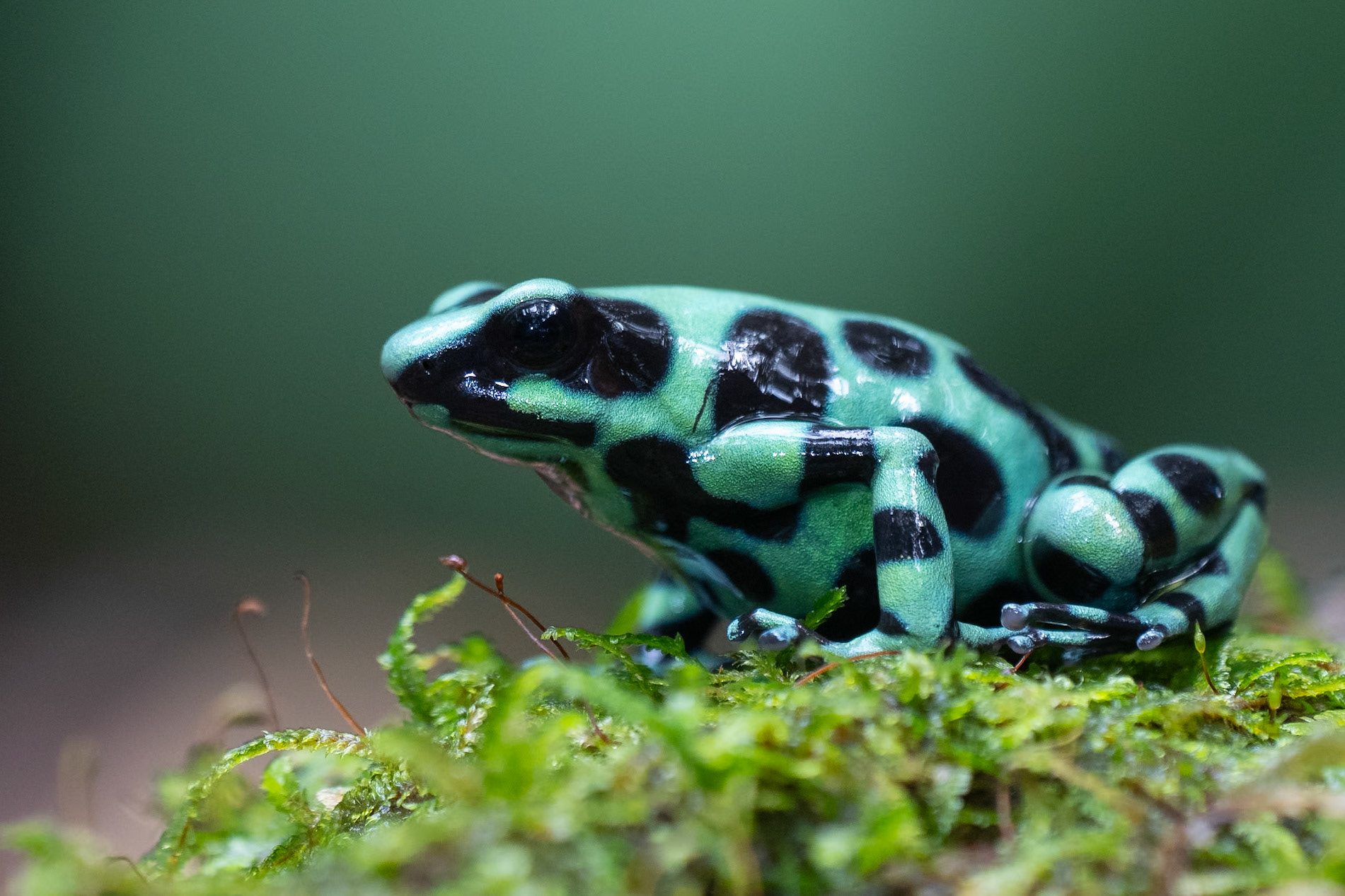 Green And Black Poison Frog / Guldgroda, Frog Heaven, Costa Rica 2024