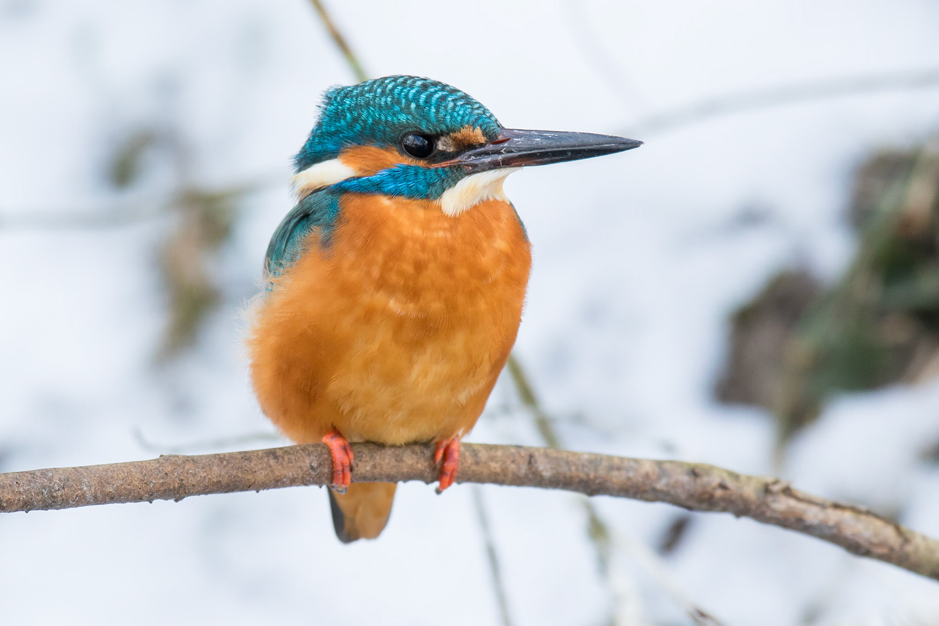 Kungsfiskare / Common Kingfisher, Bunkeflostrand 2018
