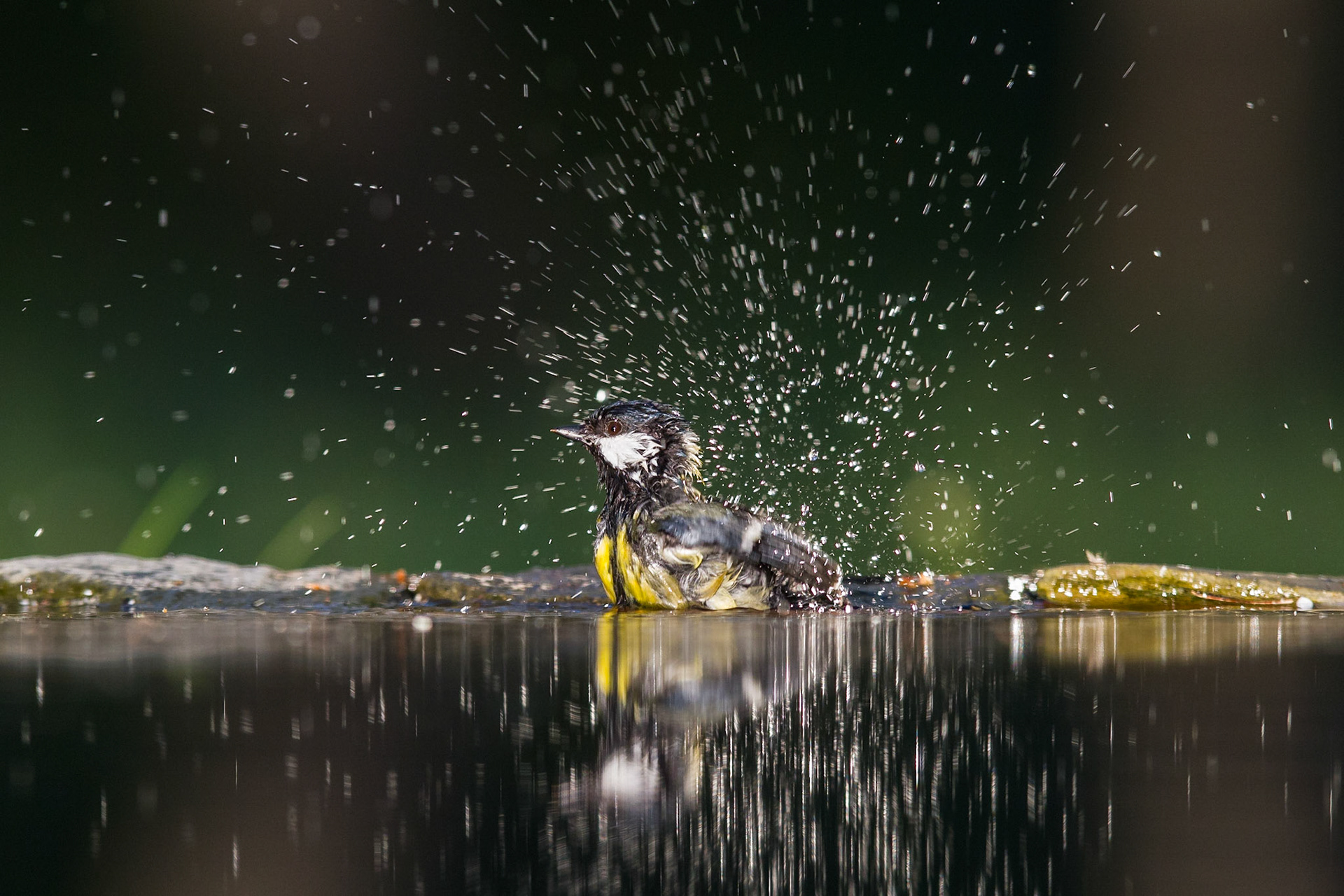 Talgoxe / Great Tit, Hungary 2013