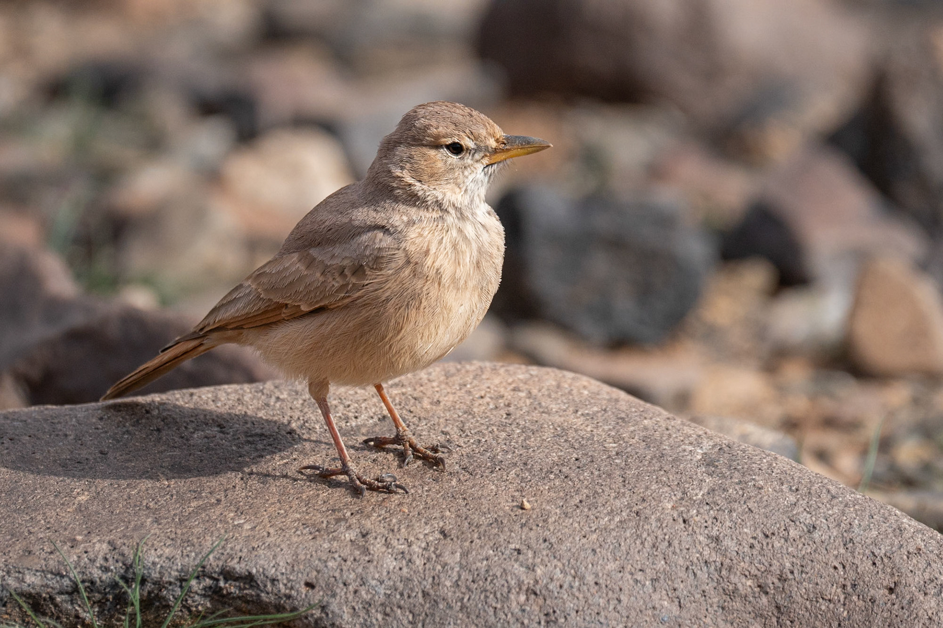 Desert Lark / Stenökenlärka, Draa-Tafilalet Morocco 2024